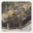 Search for howling coyote stickers Animal