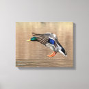 Search for duck canvas prints Nature
