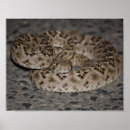Search for diamondback posters Rattlesnake