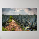 Search for agave posters Landscape