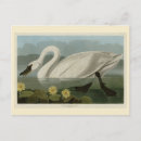 Search for birds of america postcards Picture