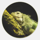Search for green lizard stickers Iguana