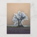 Search for lonely tree postcards Nature