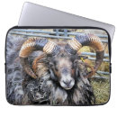Search for sheep cases Farming