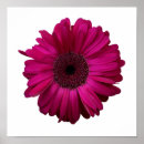 Search for gerbera art Elegant