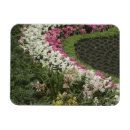 Search for amaryllis magnets Botanical