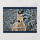 Search for buckskin postcards Snow