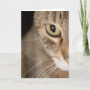 Search for kitty face photography Kitties