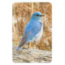 Search for bluebird magnets Songbird