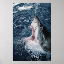Search for great white shark posters Animal