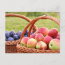 Search for apple postcards Organic