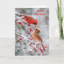 Search for winter cardinal cards Birds