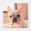 Search for alert photography French bulldog
