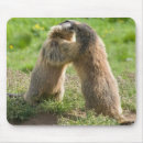 Search for prairie mousepads Marmot