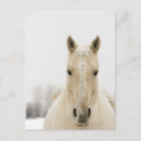 Search for wyoming photography Cowboy