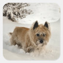 Search for wheaten terrier stickers Cute