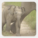 Search for indian elephant stickers Fauna