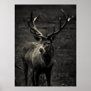 Search for buck deer posters Nature