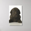 Search for studio pet supplies Vertical