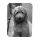 Search for backyard magnets Pet