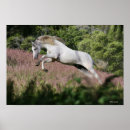 Search for galloping posters Equestrian