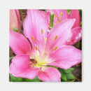 Search for lillies magnets Flower