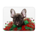 Search for collared cards Photography