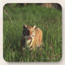 Search for bengal barware Wildlife