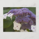 Search for hydrangea garden postcards Flower