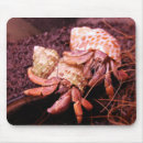 Search for saltwater mousepads Animals