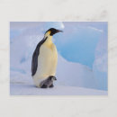 Search for aptenodytes postcards Ice