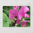 Search for bee sweet postcards Garden