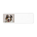 Search for aussie dog return address labels Australian shepherd