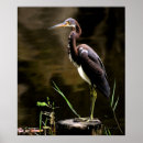 Search for egretta Egretta tricolor