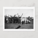 Search for herd postcards Reindeer
