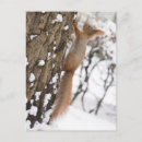 Search for squirrel cards invites Pet