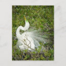 Search for plumage postcards Nature