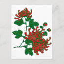 Search for chrysanthemum postcards Vintage