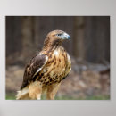 Search for tail feather posters Nature