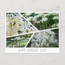 Search for white lily postcards Flower