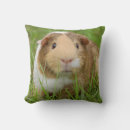 Search for guinea pig cushions Cute