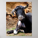 Search for goat posters Animals
