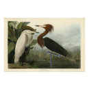 Search for reddish posters Bird