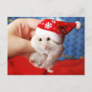Search for hamster christmas cards Looking at camera