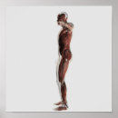 Search for arm muscle posters Digitally generated image