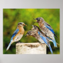 Search for bluebird posters Birding