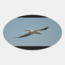 Search for pelicans stickers Nature
