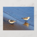 Search for shorebirds cards invites Water