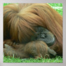 Search for orangutans art Primate