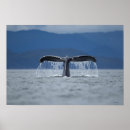 Search for humpback whale posters Nature
